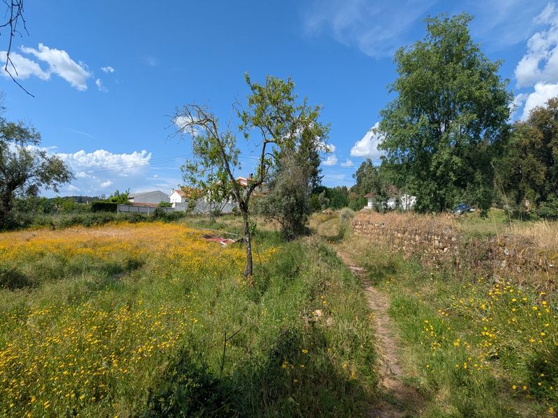 Wildflowers and path on the land