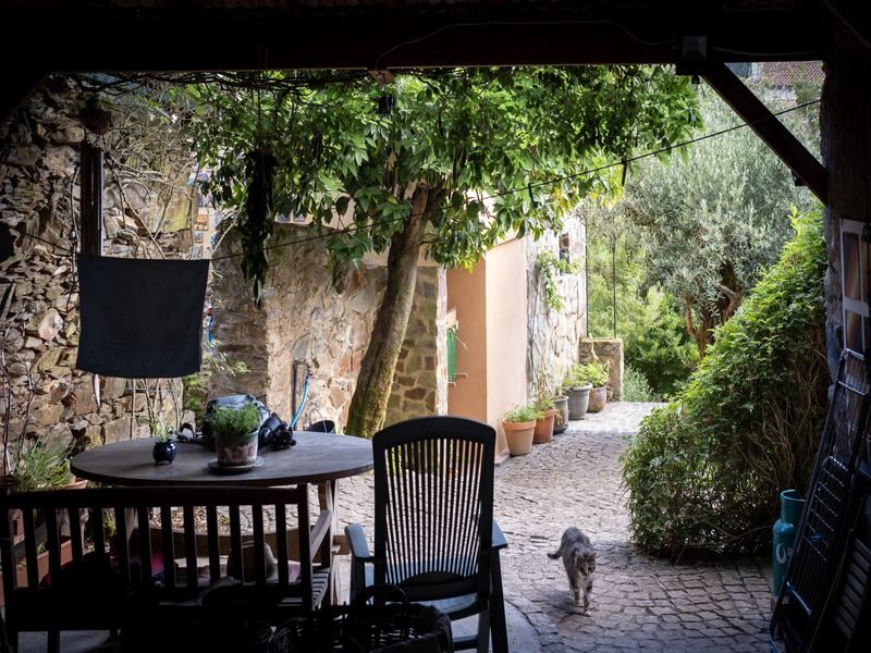 Courtyard with cat and stone walls