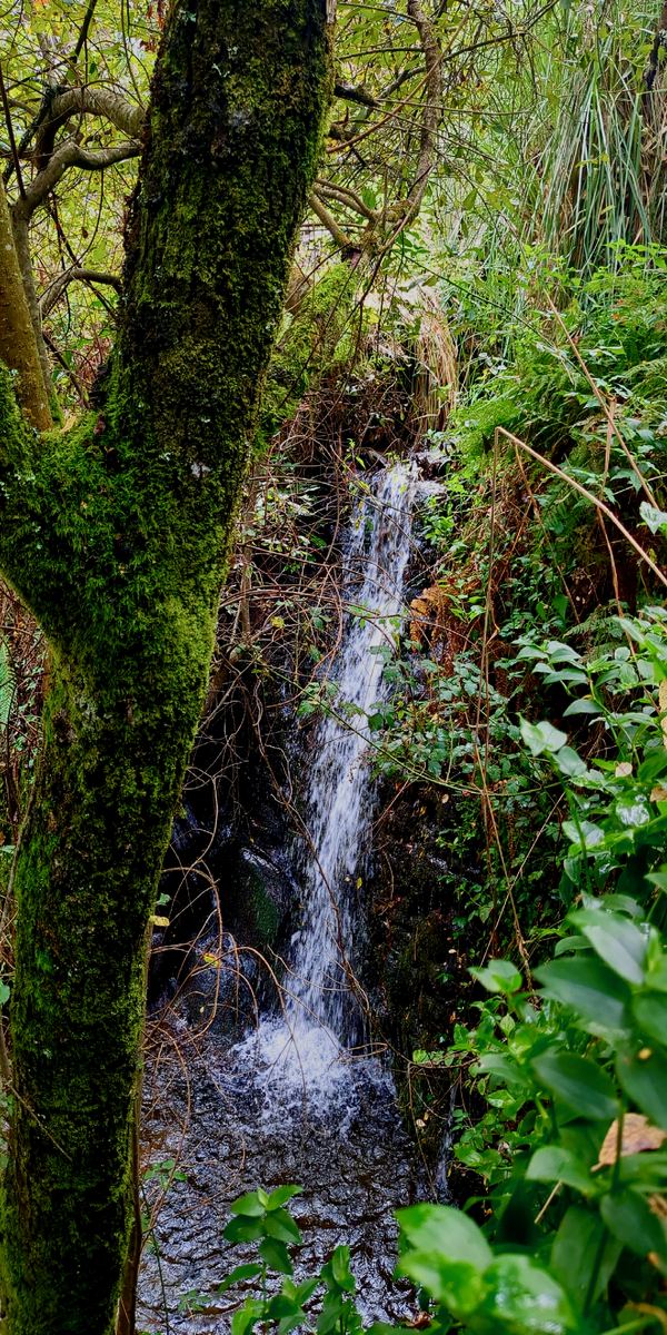 Private waterfall on the property